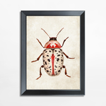 Obraz czerwony owad BEETLE 21x30 cm