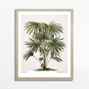 Obraz PALM EGZOTIC PLANT 40x50 cm