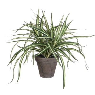 

Salony Agata Kwiat sztuczny w doniczce DRACENA 34 cm