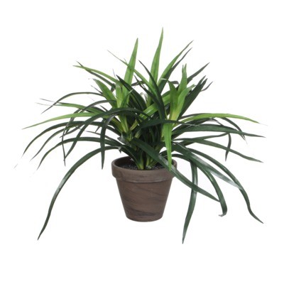 

Salony Agata Kwiat sztuczny w doniczce DRACENA 34 cm