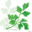 Serwetki PARSLEY, 20 szt.